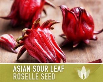 Asian Sour Leaf Roselle Seeds - Red Hibiscus, Heirloom Seeds, Annual, Edible Flower, Florida Cranberry, Indian Sorrel, Jamaican Tea, Non-GMO