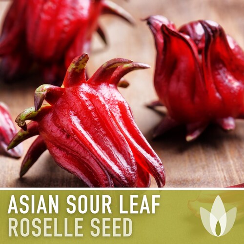 Asian Sour Leaf Roselle Seeds - Red Hibiscus, Heirloom Seeds, Annual, Edible Flower, Florida Cranberry, Indian Sorrel, Jamaican Tea, Non-GMO