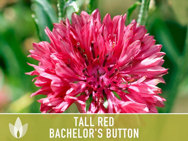 SeedGeeks Bachelor's Button Seeds - Thumbnail 5