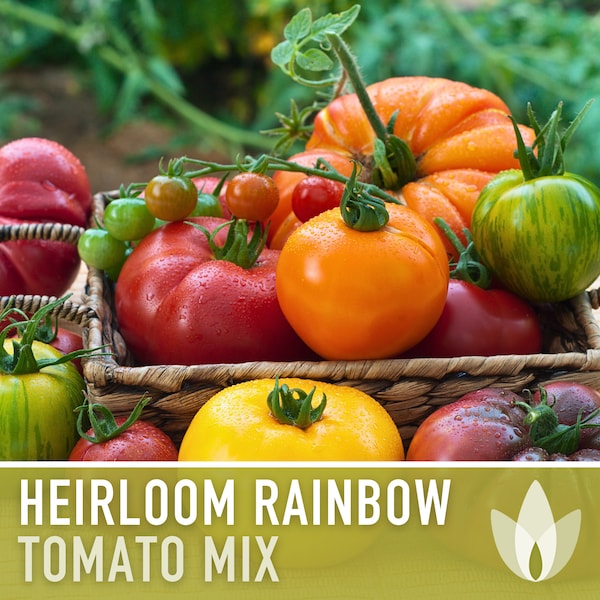 Heirloom Rainbow Blend Tomato Seeds - Heirloom Tomato Mix, Indeterminate, Mixed Tomatoes, Open Pollinated, Non-GMO