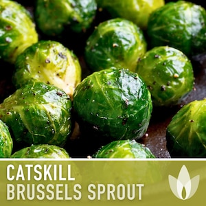 Catskill Brussels Sprout Seeds - Heirloom, Open Pollinated, Non-GMO