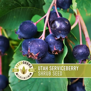 Utah Serviceberry Seeds – Heirloom Shrub, Purple Berries, Pollinator Garden
