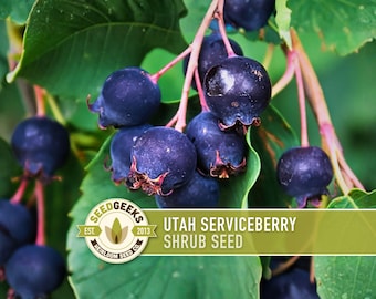 Utah Serviceberry Seeds – Heirloom Shrub, Purple Berries, Pollinator Garden