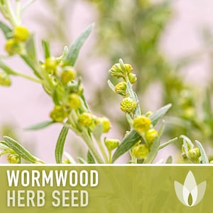 Wormwood Organic Medicinal Herb Seeds - Artemisia Absinthium, Heirloom, Non-GMO immagine 12