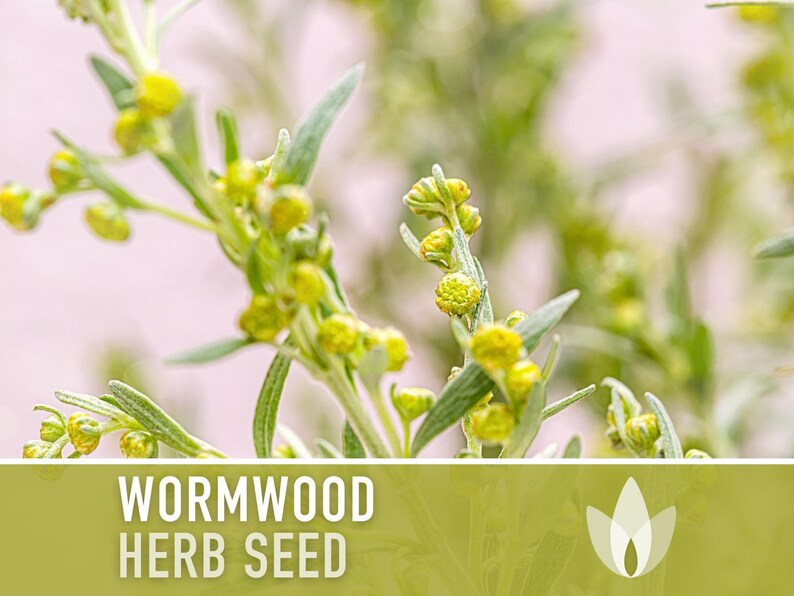 Wormwood Organic Medicinal Herb Seeds - Artemisia Absinthium, Heirloom, Non-GMO immagine 12