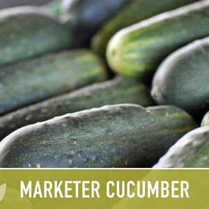 Marketer Cucumber Seeds | 30+ Seeds, Open-Pollinated, Non-GMO, Heirloom, AAS Winner, Slicing, Organic, Cucumis sativus image 8