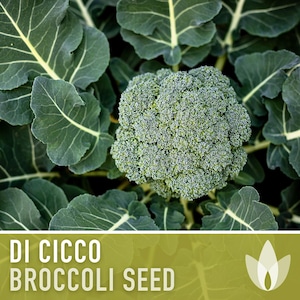 Di Cicco Broccoli Seeds Heirloom, Organic, Non-GMO image 1