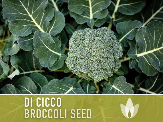 Di Cicco Broccoli Seeds - Heirloom, Organic, Non-GMO
