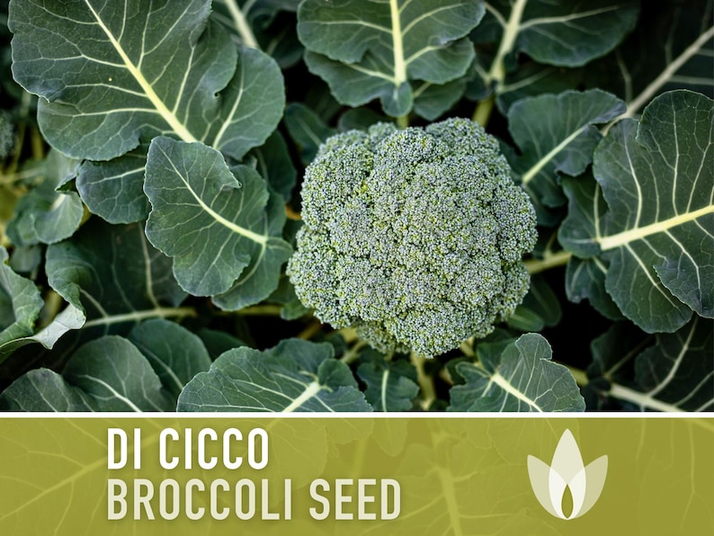 Di Cicco Broccoli Seeds Heirloom, Organic, Non-GMO image 1