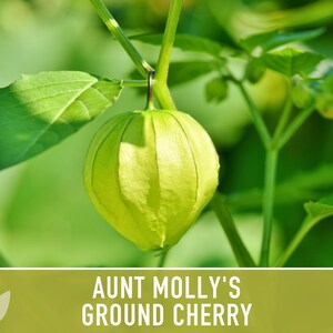 Aunt Molly's Ground Cherry Seeds | 25+ Seeds, Heirloom Fruit for Salsa, Jam, Physalis pruinosa image 11