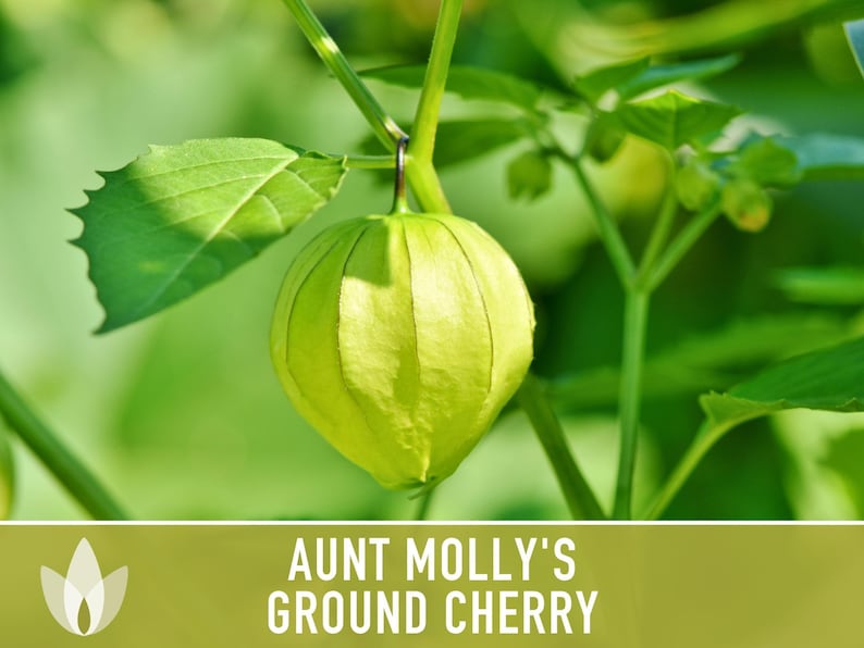 Aunt Molly's Ground Cherry Seeds | 25+ Seeds, Heirloom Fruit for Salsa, Jam, Physalis pruinosa image 11