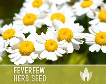 Feverfew Seeds - Heirloom Seeds, Medicinal Herb Seeds, Herbal Tea, Herbal Remedy, Open Pollinated, Non-GMO