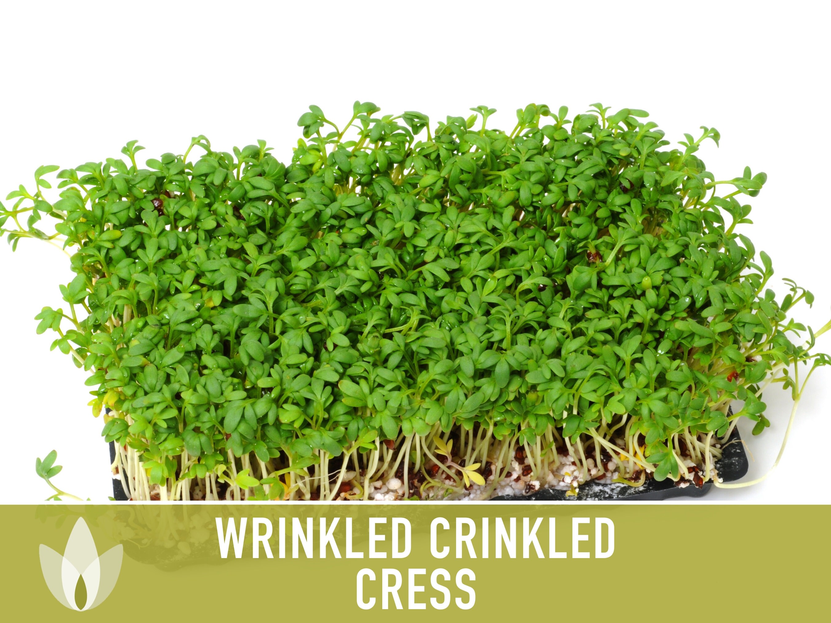 Cress Wrinkled Crinkled Seeds Heirloom Seeds Microgreens 