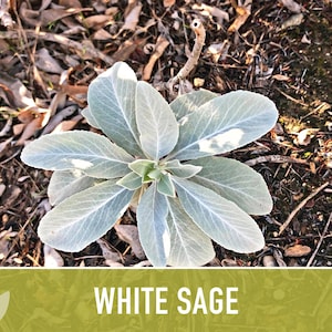 White Sage Seeds | 50+ Seeds, Heirloom, Ceremonial, Non-GMO, Sacred Medicinal Herb, Smudging, Salvia apiana image 7