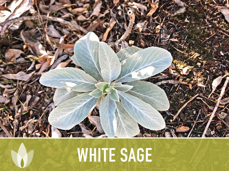 White Sage Seeds | 50+ Seeds, Heirloom, Ceremonial, Non-GMO, Sacred Medicinal Herb, Smudging, Salvia apiana image 7