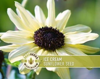Ice Cream Sunflower Seeds - Open Pollinated, Heirloom Flower Seeds