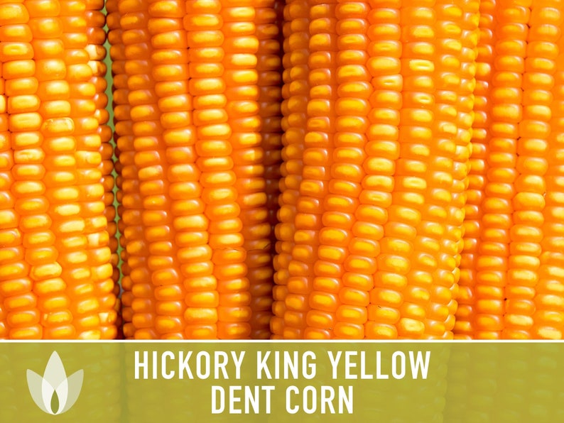 Hickory King Yellow Corn Heirloom Seeds Dent Corn Sweet Etsy