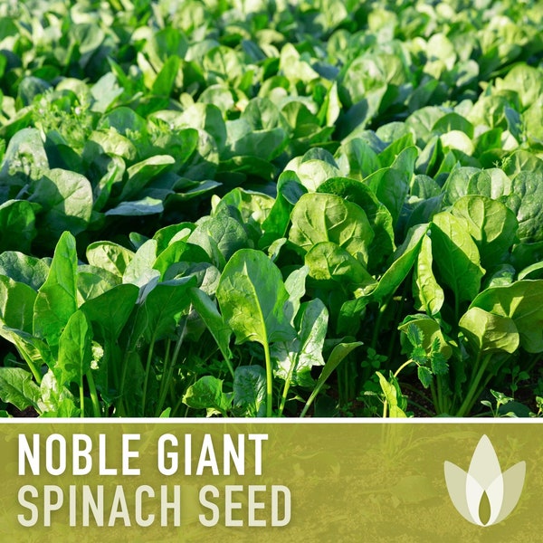 Noble Giant Spinach Heirloom Seeds - Slow to Bolt, Cool Season Greens, Container Garden, Fresh Salad Greens, Open Pollinated, Non-GMO