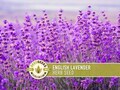 English Lavender Herb Seeds | 100+ Seeds, Heirloom, Medicinal, Culinary, Aromatherapy, Perennial, Lavandula angustifolia vera