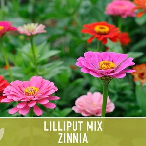 Lilliput Dwarf Zinnia Seed | 100+ Seeds, Butterfly & Bee Friendly, Heirloom, Non-GMO, Zinnia elegans zdjęcie 11