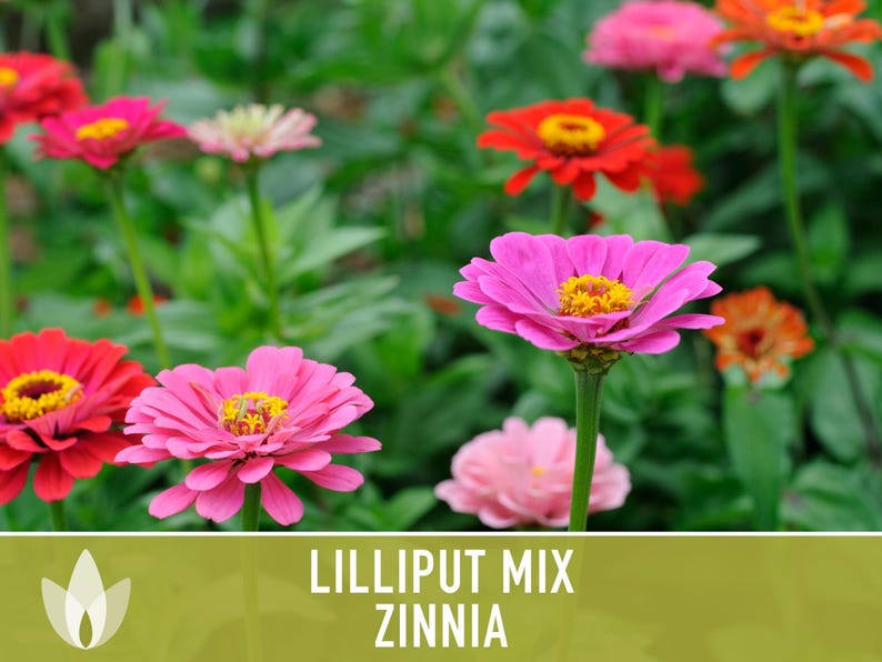 Lilliput Dwarf Zinnia Seed | 100+ Seeds, Butterfly & Bee Friendly, Heirloom, Non-GMO, Zinnia elegans zdjęcie 11