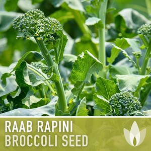 Broccoli Raab Rapini Heirloom Seeds image 6