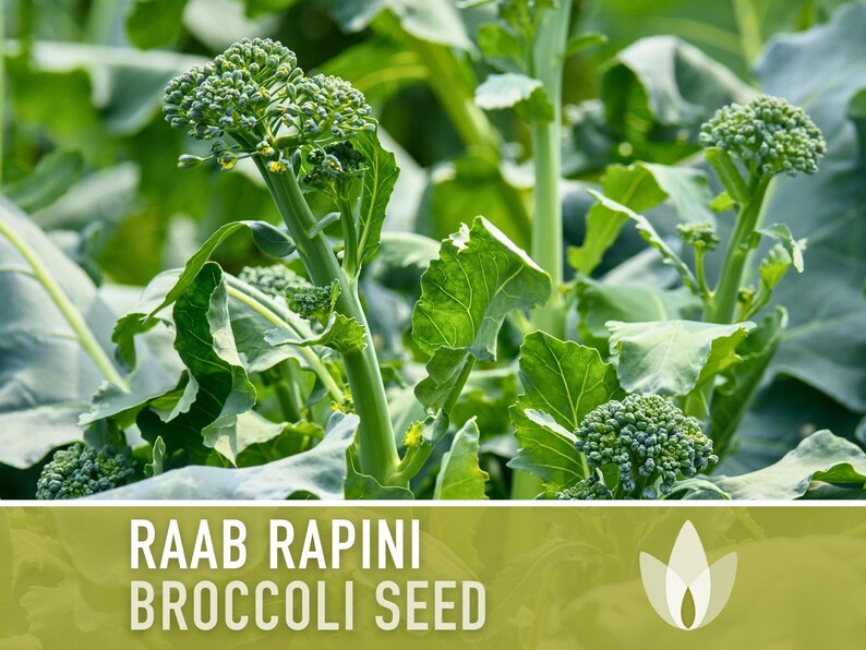 Broccoli Raab Rapini Heirloom Seeds image 6