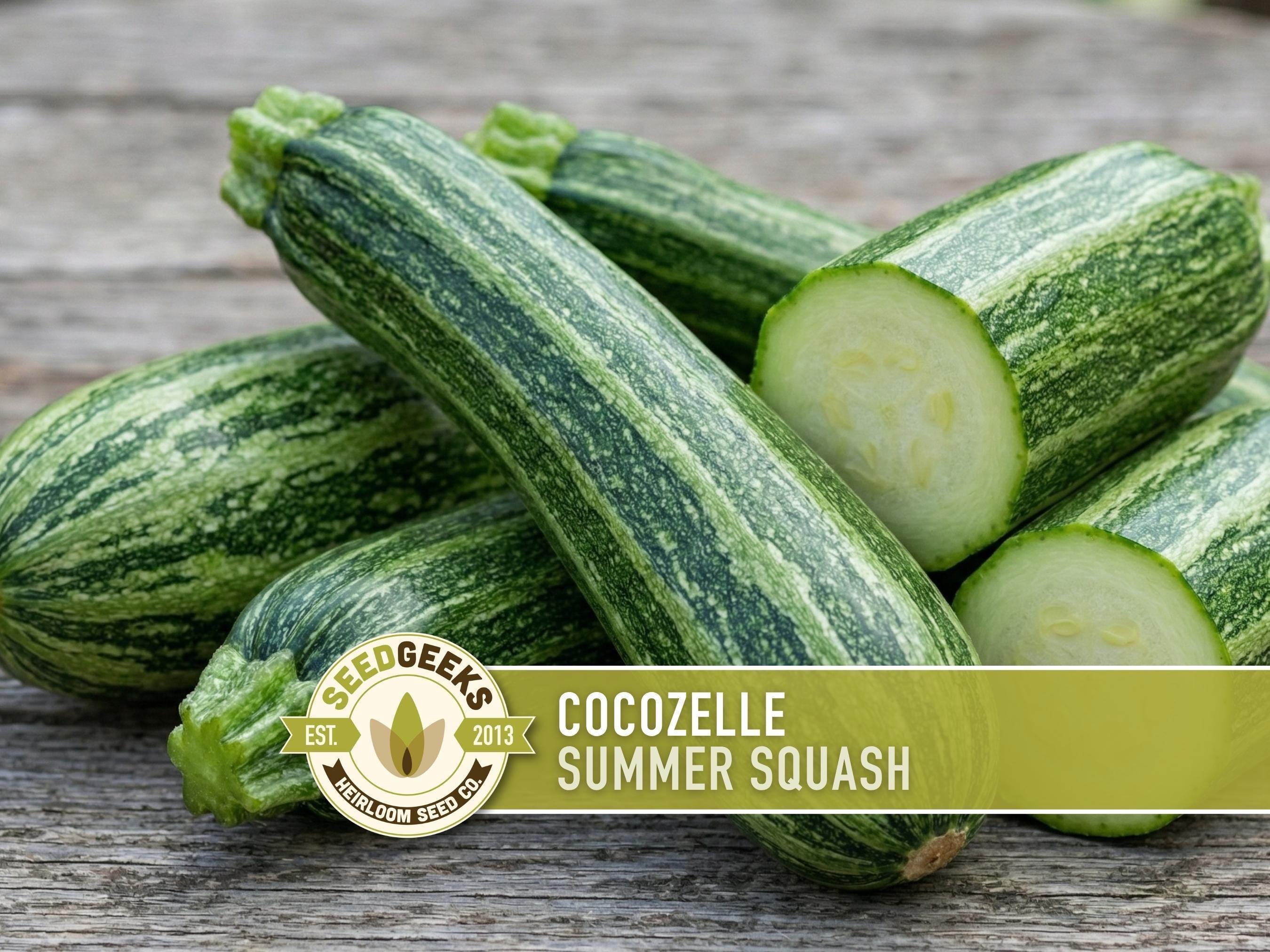 Cocozelle Summer Squash Zucchini Heirloom Seeds - Etsy
