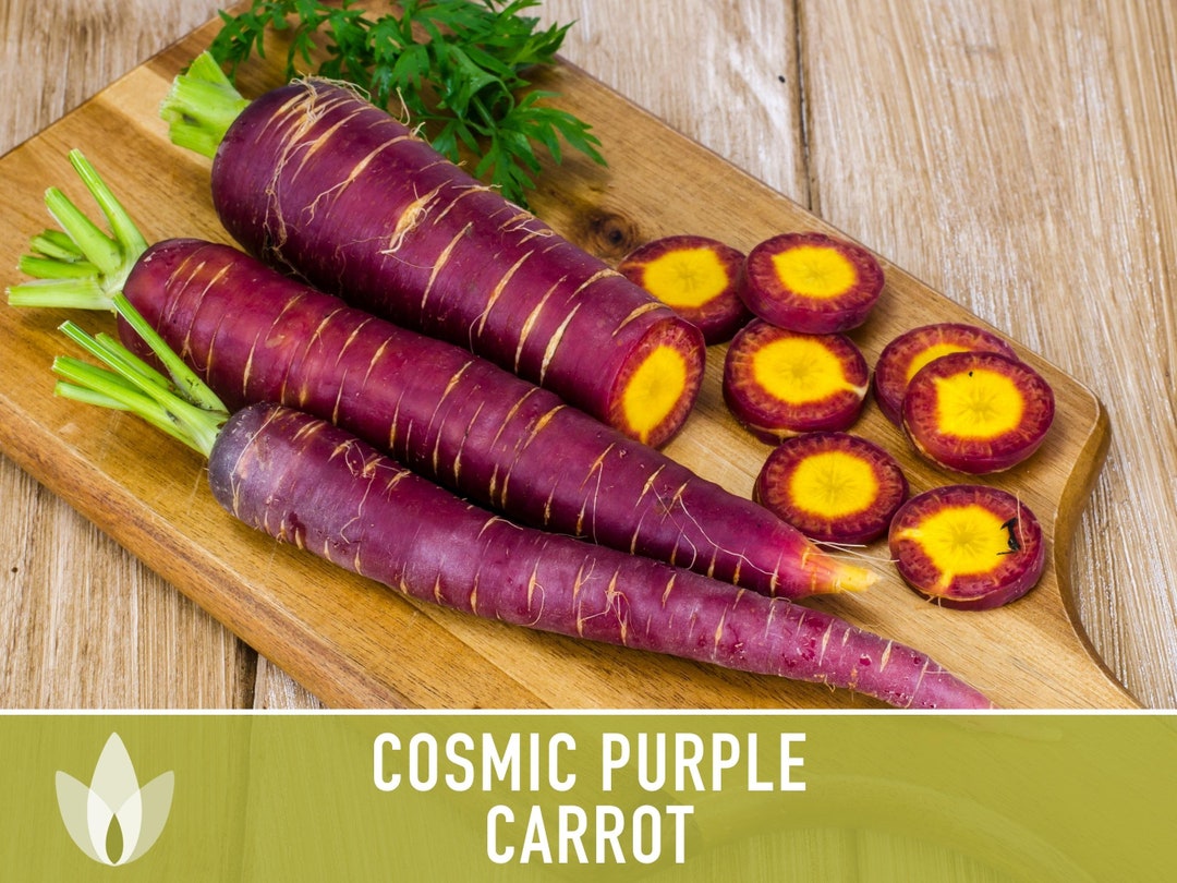 Cosmic Purple Carrot Heirloom Seeds Danvers Carrot Purple Etsy