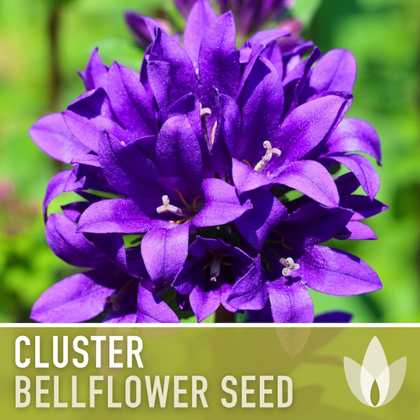 Cluster Bellflower Flower Seeds - Heirloom Seeds, Dwarf Bellflower, Continuous Blooms, Bee Friendly, Campanula Glomerata, Non-GMO