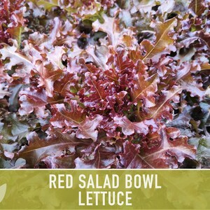 Red Salad Bowl Lettuce Heirloom Seeds image 9