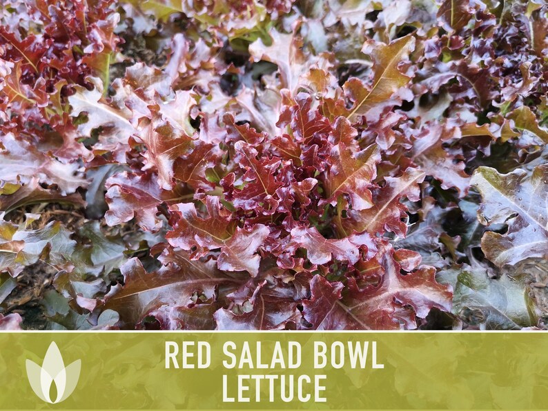 Red Salad Bowl Lettuce Heirloom Seeds image 9