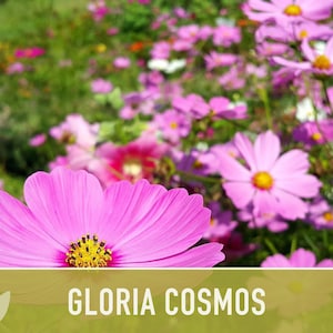 Cosmos, Gloria Heirloom Flower Seeds - Cut Flowers, Butterfly Garden, Pollinator Friendly, Non-GMO image 8