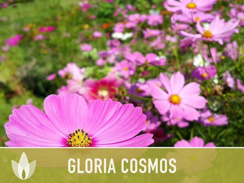 Cosmos, Gloria Heirloom Flower Seeds - Cut Flowers, Butterfly Garden, Pollinator Friendly, Non-GMO image 8