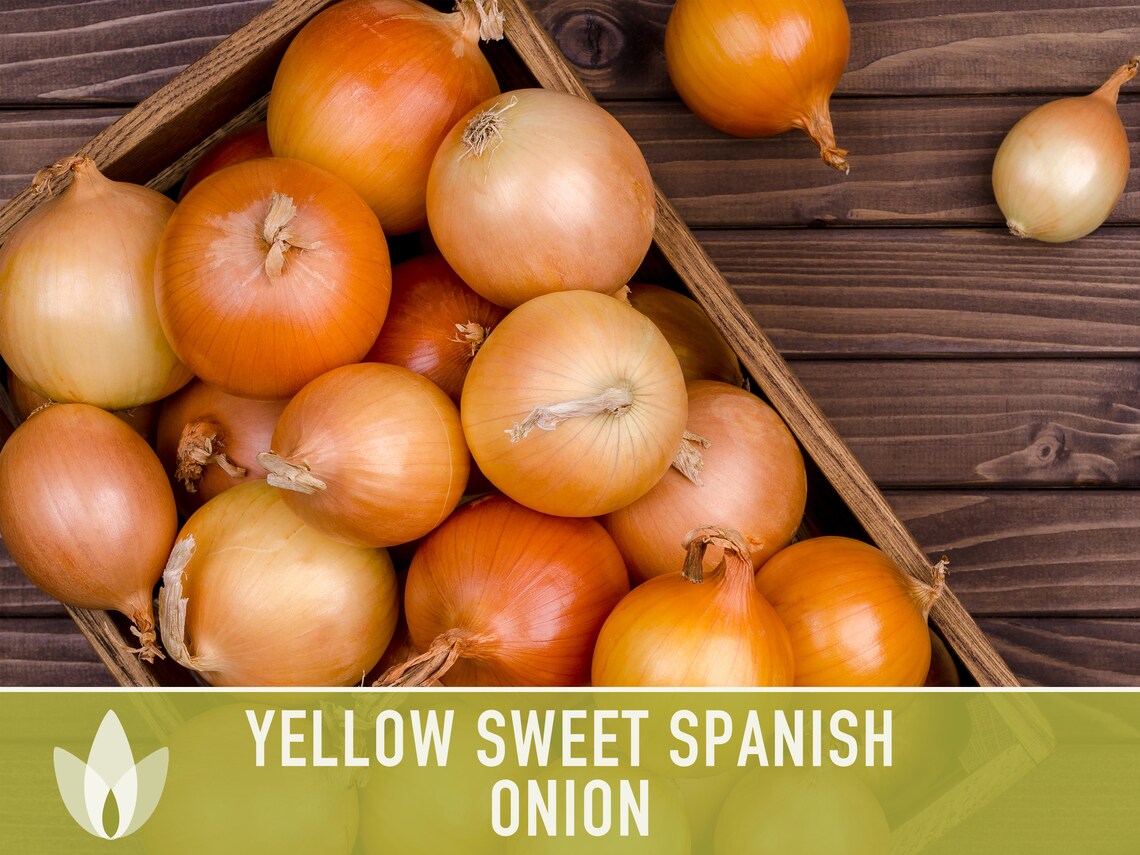 Yellow Sweet Spanish Onion Seeds Heirloom Organic Nongmo Etsy