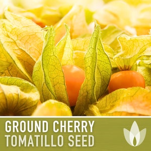 Tomatillo, Ground Cherry Husk Tomato Seeds - Cape Gooseberry, Heirloom, Organic, Non-GMO