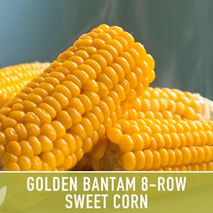 Golden Bantam Sweet Corn Seeds | 50+ Seeds, Non-GMO, Open Pollinated, Heirloom, Zea mays image 11