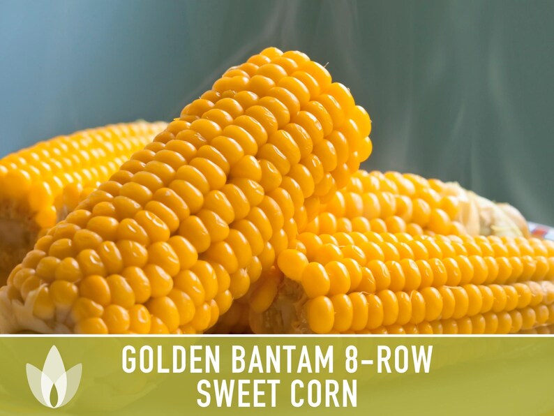 Golden Bantam Sweet Corn Seeds | 50+ Seeds, Non-GMO, Open Pollinated, Heirloom, Zea mays image 11