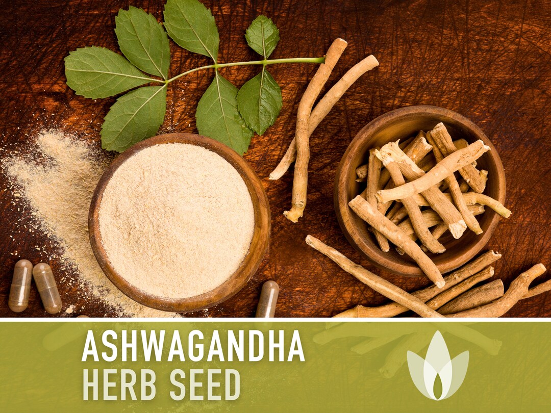 Ashwagandha Seeds Heirloom Seeds, Indian Ginseng Seeds, Withania