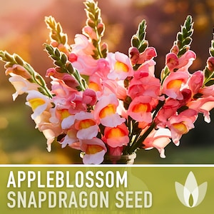 Snapdragon, Appleblossom Seeds - 100 Heirloom Flower Seeds, Cottage Garden, Fairy Garden, Cut Flowers, Annual, Antirrhinum Majus, Non-GMO