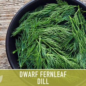 Dwarf Fernleaf Dill Seeds | 40+ Seeds, Heirloom, Culinary & Medicinal Herb, Butterfly Host | Anethum graveolens image 8