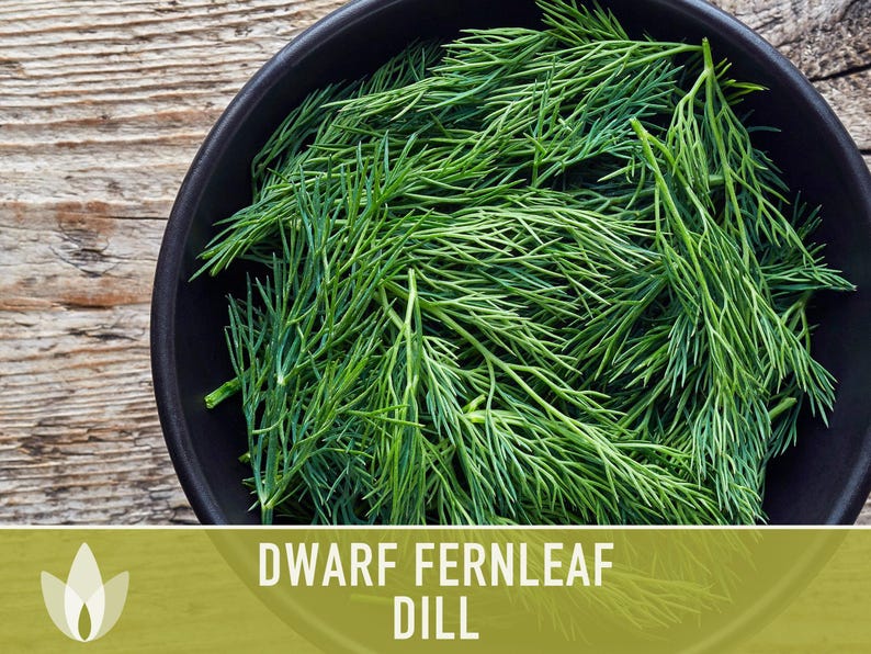 Dwarf Fernleaf Dill Seeds | 40+ Seeds, Heirloom, Culinary & Medicinal Herb, Butterfly Host | Anethum graveolens image 8