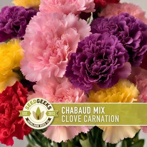 Chabaud Clove Carnation Seeds | 25+ Seeds, Heirloom Rainbow Flowers, Fragrant, Cottage Garden, Dianthus caryophyllus image 1