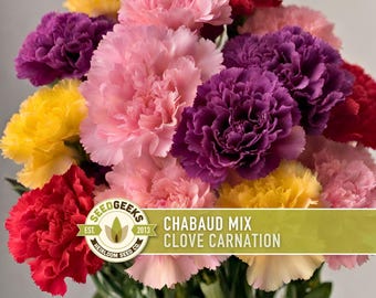 Chabaud Clove Carnation Seeds | 25+ Seeds, Heirloom Rainbow Flowers, Fragrant, Cottage Garden, Dianthus caryophyllus