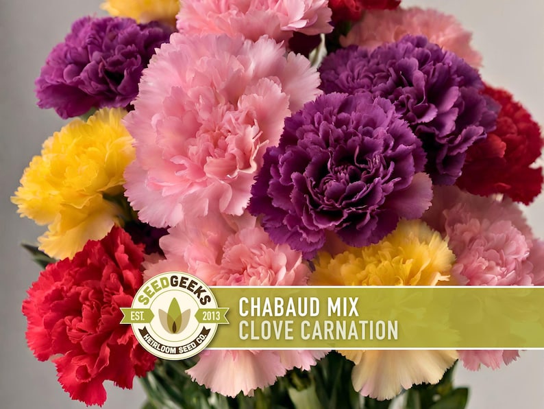 Chabaud Clove Carnation Seeds | 25+ Seeds, Heirloom Rainbow Flowers, Fragrant, Cottage Garden, Dianthus caryophyllus image 1