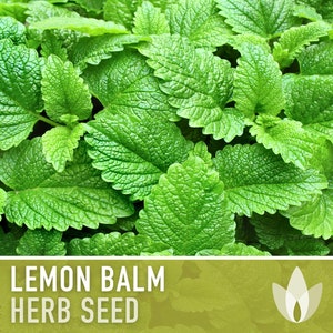 Lemon Balm Herb Seeds - Heirloom, Medicinal Herb, Culinary Herb, Open Pollinated, Non-GMO