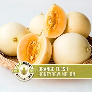 Orange Flesh Honeydew Melon Seeds, Heirloom, Non-GMO