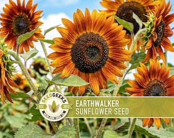 Earthwalker Sunflower Seeds - Copper, Bronze, Gold Blooms