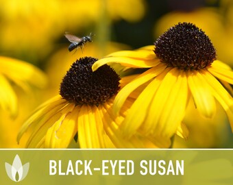 Black-Eyed Susan Flower Seeds, Heirloom, Native, Flower Seeds