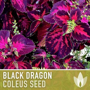 Black Dragon Coleus Seeds | 20+ Seeds, Crimson Foliage, Goth Garden, Indoor & Container, Plectranthus scutellarioides image 7